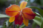 Hazel Boyd "Elizabeth" Orchid Up-Close