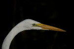 Head and Beak of Great Egret