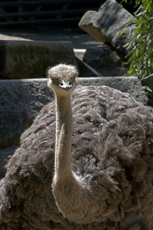 Head and Neck of Ostrich