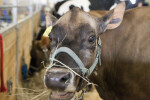 Head of a Brown Cow at the Florida State Fairgrounds