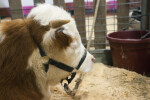 Head of a Cow with Brown and White Fur