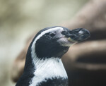 Head of a Penguin