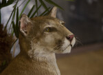 Head of a Stuffed Bobcat