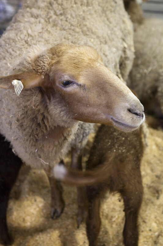 Head of a Tunis Sheep