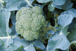 Head of Broccoli