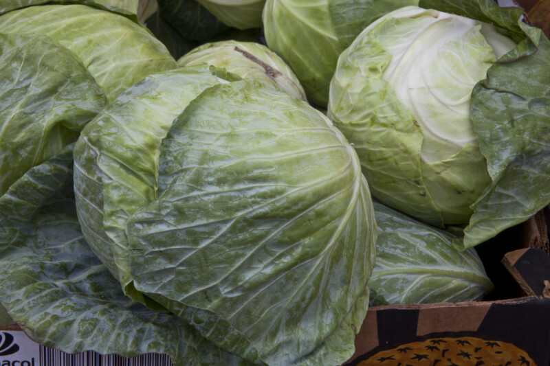 Heads of Cabbage