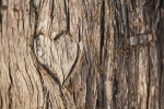 Heart Engraved in a Tree