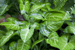 Heart-Shaped Arrowhead Vine Leaves at the Kanapaha Botanical Gardens