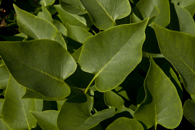 Heart-Shaped Leaves of a Common Lilac