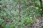 Heavenly Bamboo Plant at the Kanapaha Botanical Gardens