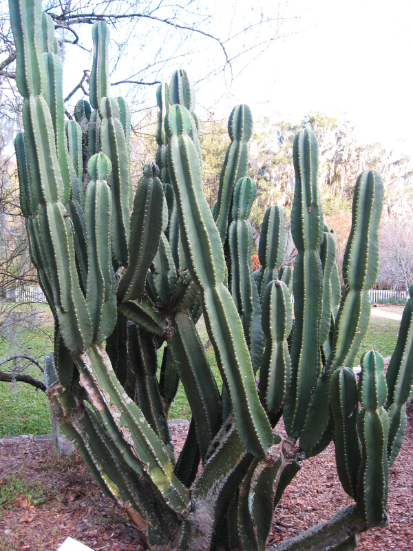 Hedge Cactus
