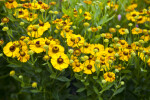 Helenium