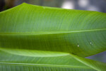 Heliconia latispatha Leaf