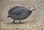 Helmeted Guineafowl Walking in Gravelly Soil at the Artis Royal Zoo