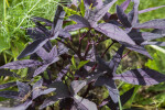 Herbaceous Plant with Greyish-Purple Leaves