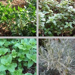 Herbs photographs