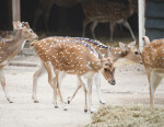 Herd of Axis Deer at the Artis Royal Zoo