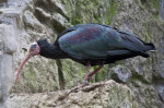 Hermit Ibis on Rocks