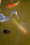 Heron, Turtle, and Koi