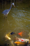 Heron Watching Koi and Turtles