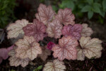 Heuchera 'Mahogany'