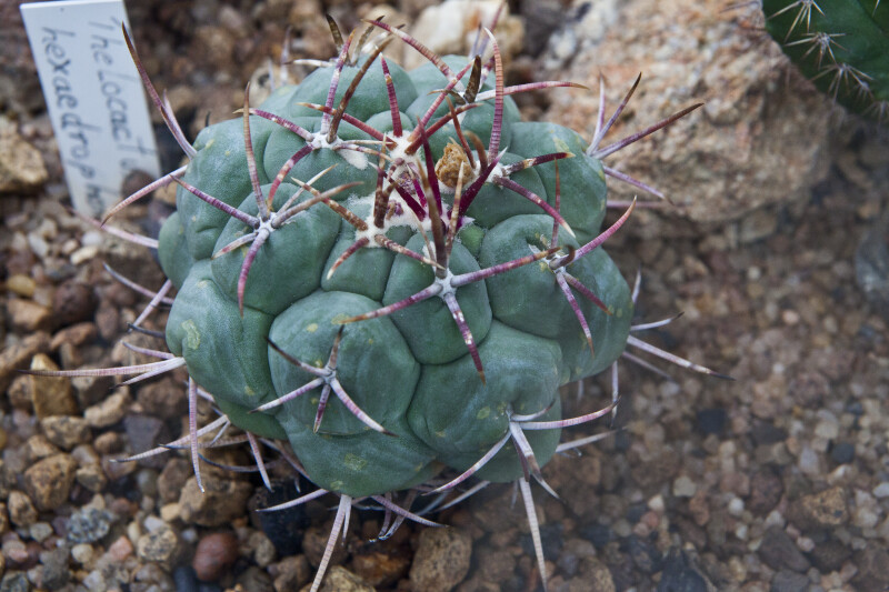 Hexaedrop cactus