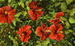 Hibiscus Blossoms in Florida