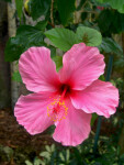 Hibiscus Flower