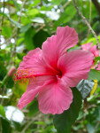 Hibiscus Flower