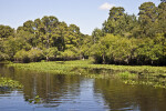 Hillsborough River at Nature's Classroom