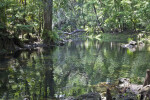 Hillsborough River Bridged by Fallen Tree