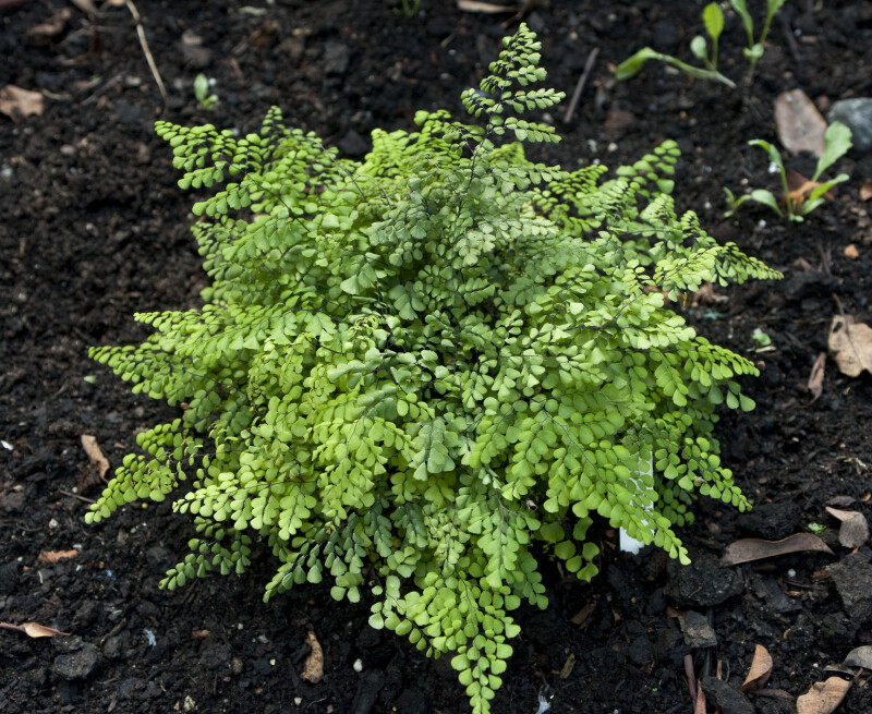 Himalayan Maidenhair Fern