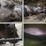 Hippopotamus photographs