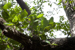 Hog Plum Leaves