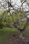 Hog Plum Tree