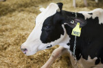 Hoistein Cow at the Florida State Fairgrounds