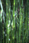 Hollow Horsetail Stem