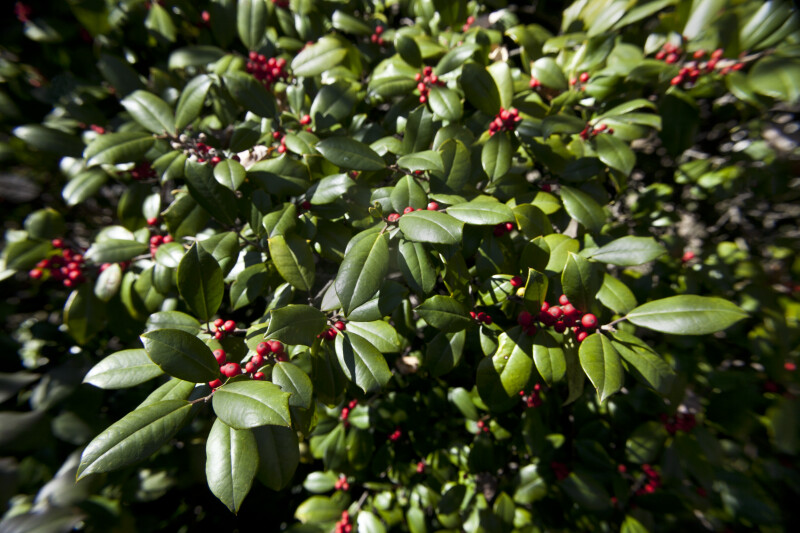Holly Shrub with Green Leaves and Tiny, Red Berries