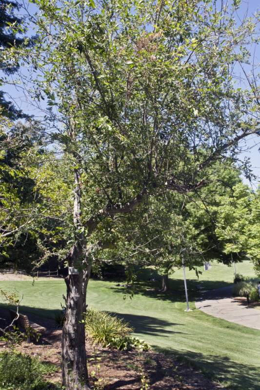 Hopa Crabapple Tree at the UC Davis Arboretum