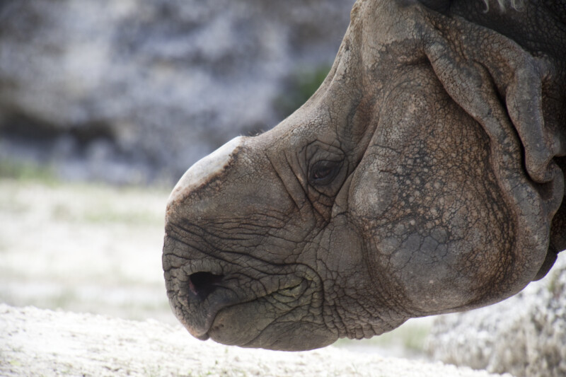 Horn-less Rhino