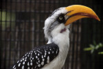 Hornbill from Side