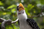 Hornbill