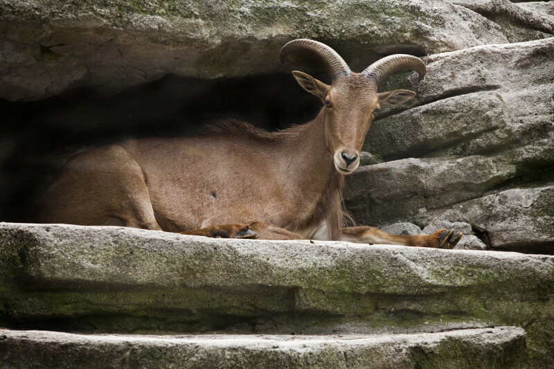 Horned Mammal Resting on Rock Ledge