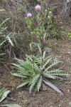 Horrible Thistle at Long Pine Key of Everglades National Park