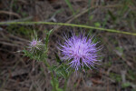 Horrible Thistle Flower and Thorny Stems