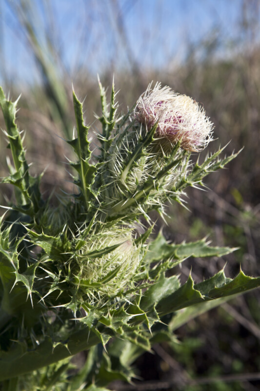 Horrible Thistle Spiny Leaves and Whitish-Pink Flower