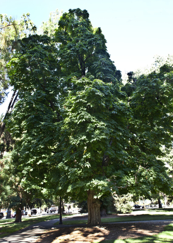 Horsechestnut Tree