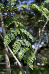 Horseradish Tree