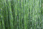 Horsetail at the Kanapaha Botanical Gardens