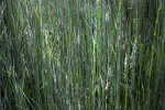 Horsetail Growing in Abundance at the Kanapaha Botanical Gardens